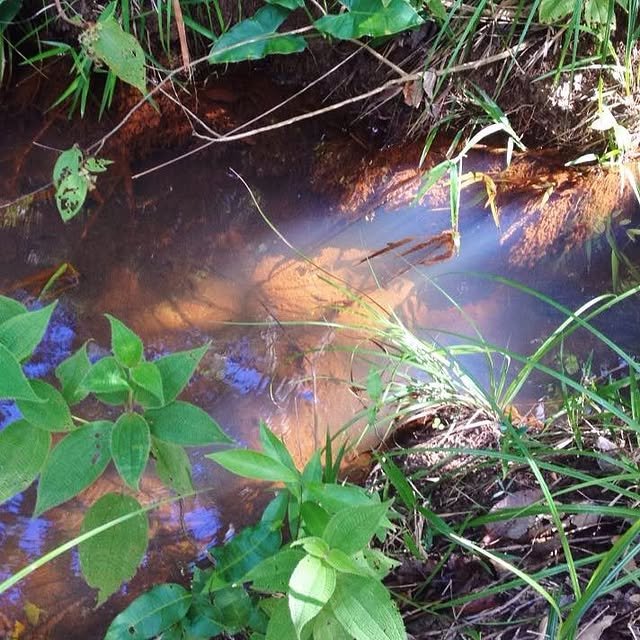 Registro visual da Forest Psychedelic IX